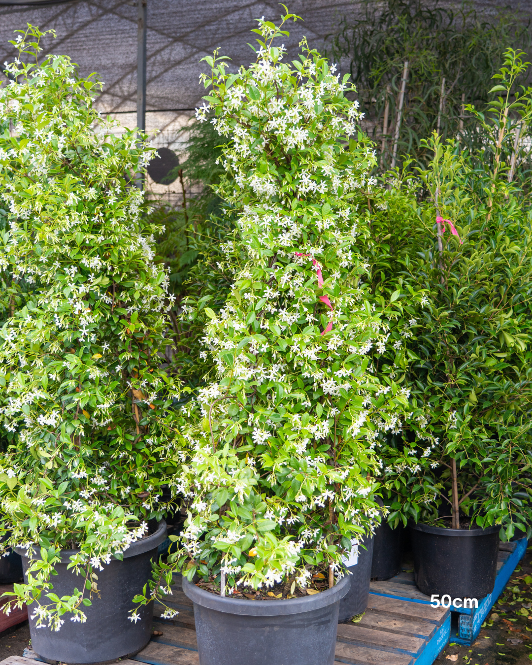 Trachelospermum jasminoides – Star Jasmine