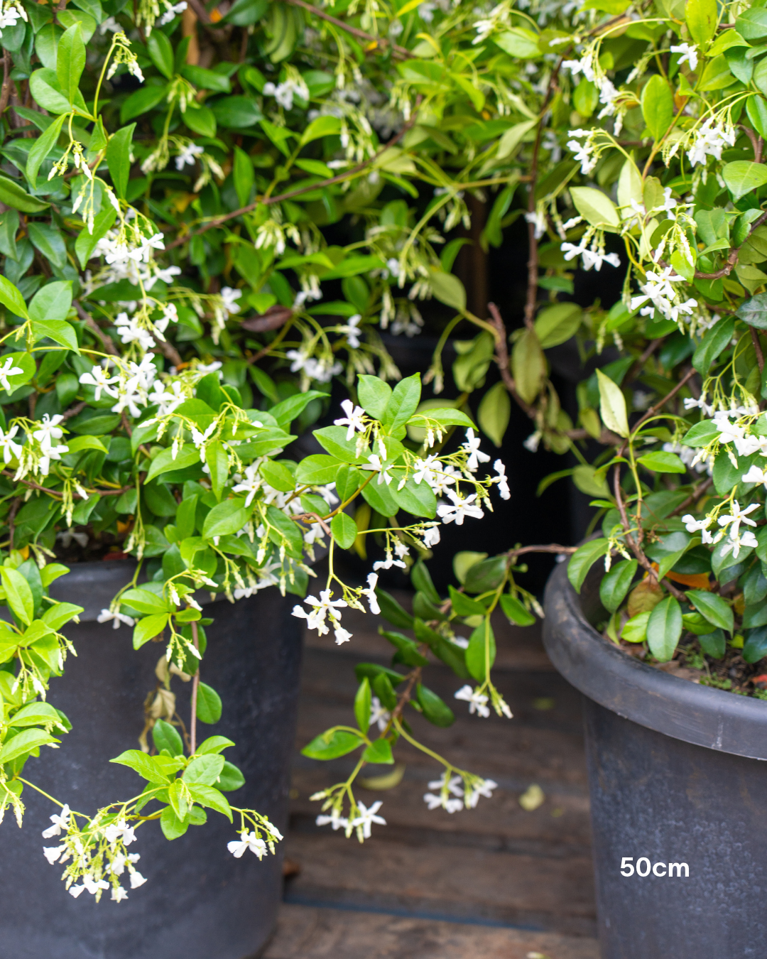 Trachelospermum jasminoides – Star Jasmine