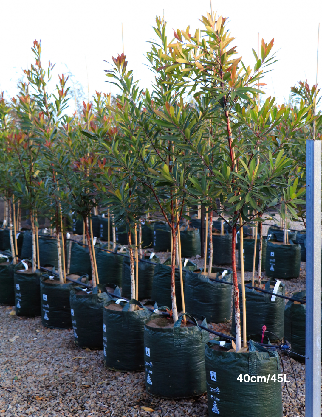 Tristaniopsis laurina – Water Gum - Evergreen Trees Direct