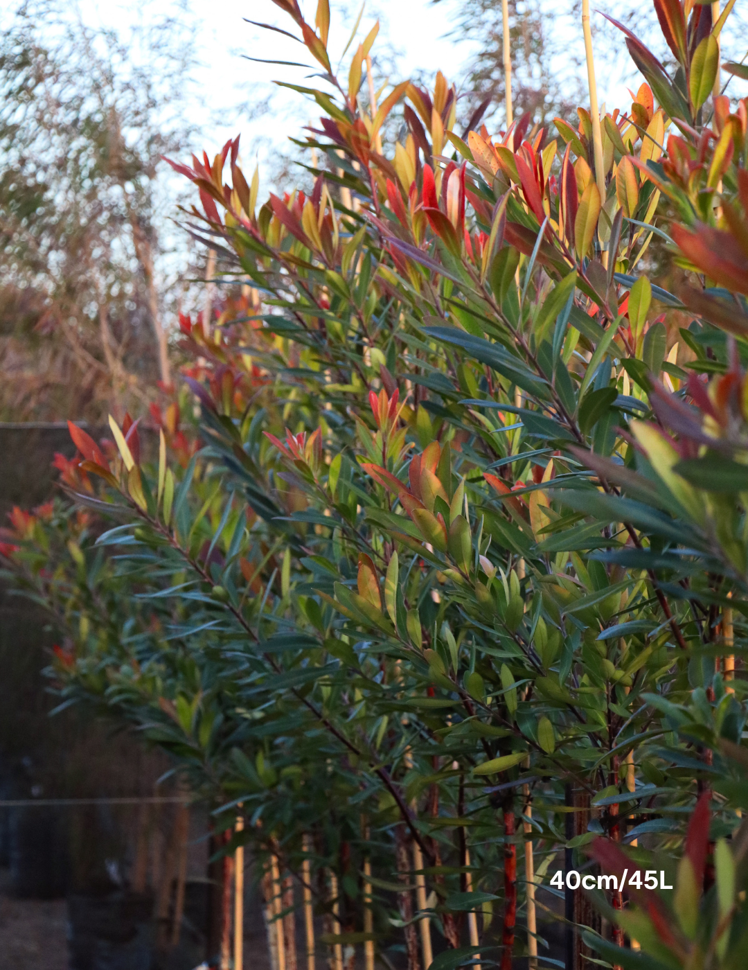 Tristaniopsis laurina – Water Gum - Evergreen Trees Direct