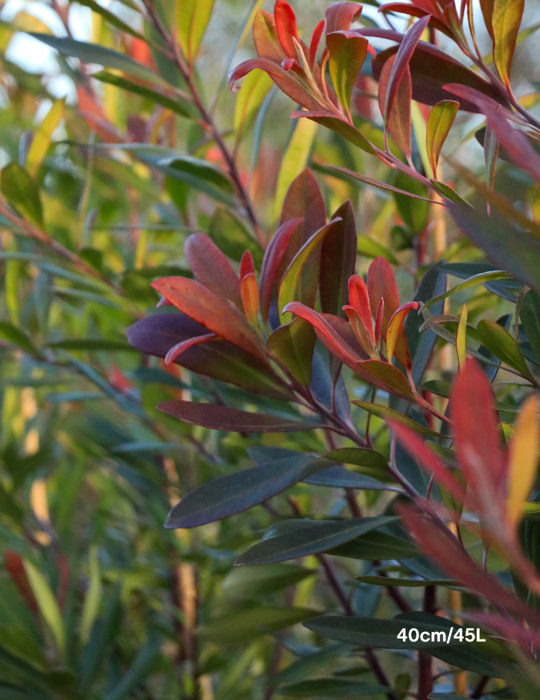 Tristaniopsis laurina – Water Gum
