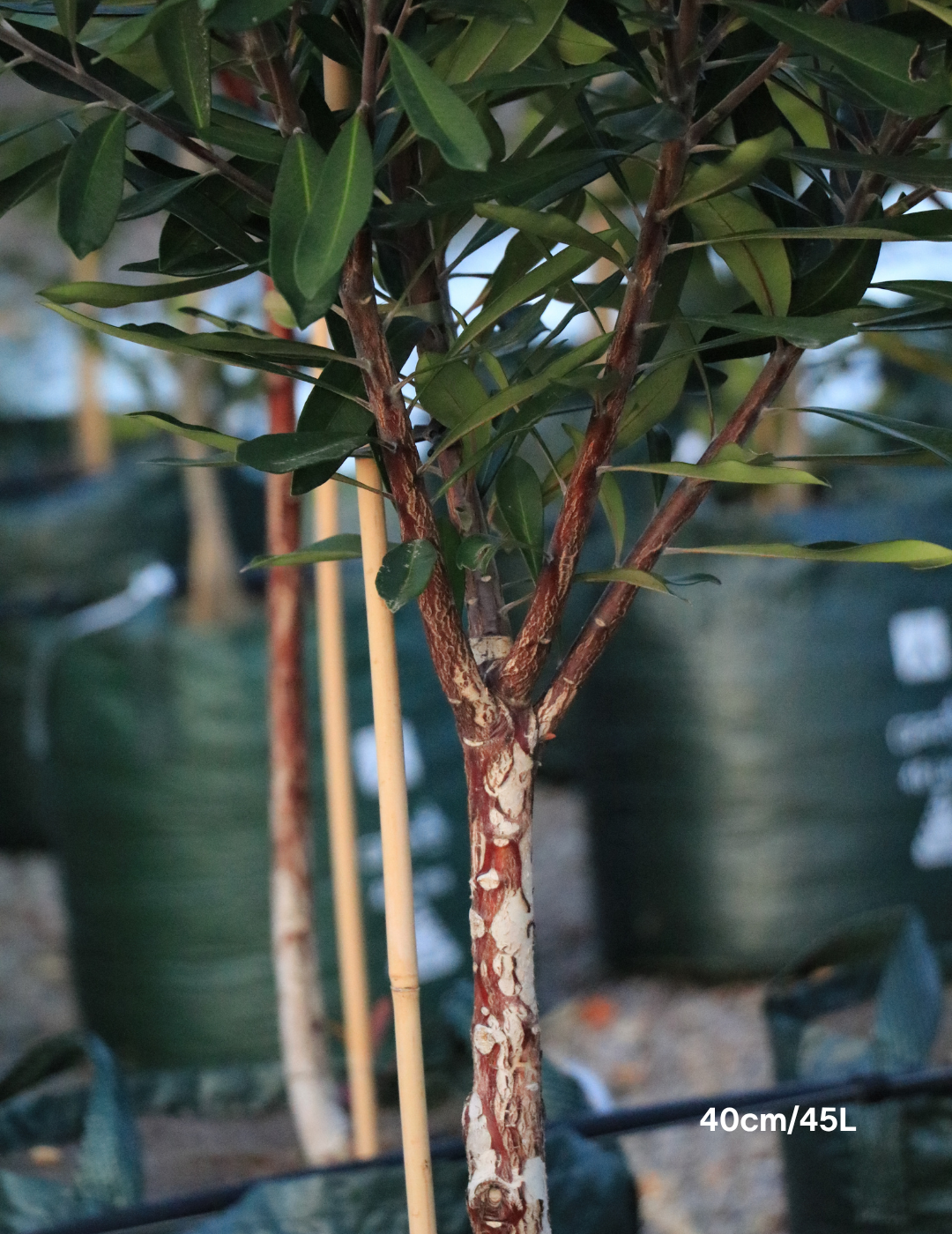 Tristaniopsis laurina – Water Gum - Evergreen Trees Direct