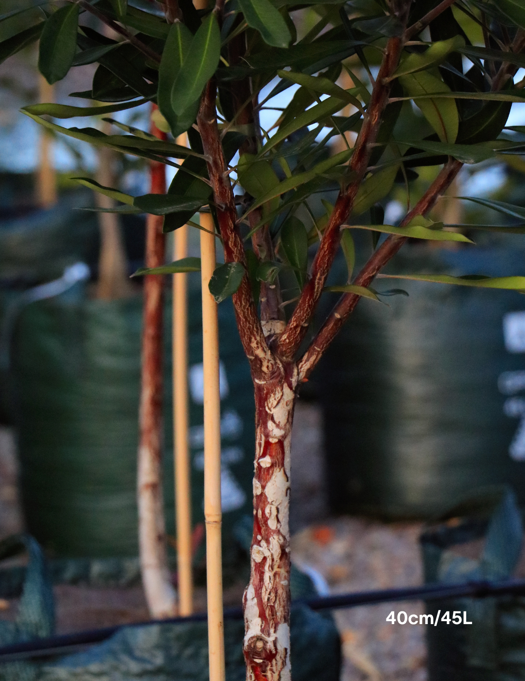 Tristaniopsis laurina – Water Gum - Evergreen Trees Direct