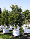 Tristaniopsis laurina 'Luscious' (Watergum) - Evergreen Trees Direct