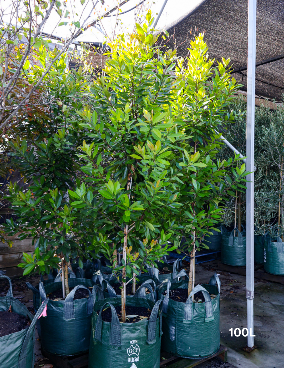Tristaniopsis laurina 'Luscious' (Watergum) - Evergreen Trees Direct
