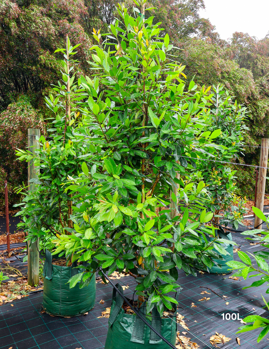 Tristaniopsis laurina 'Luscious' - Watergum - Evergreen Trees Direct