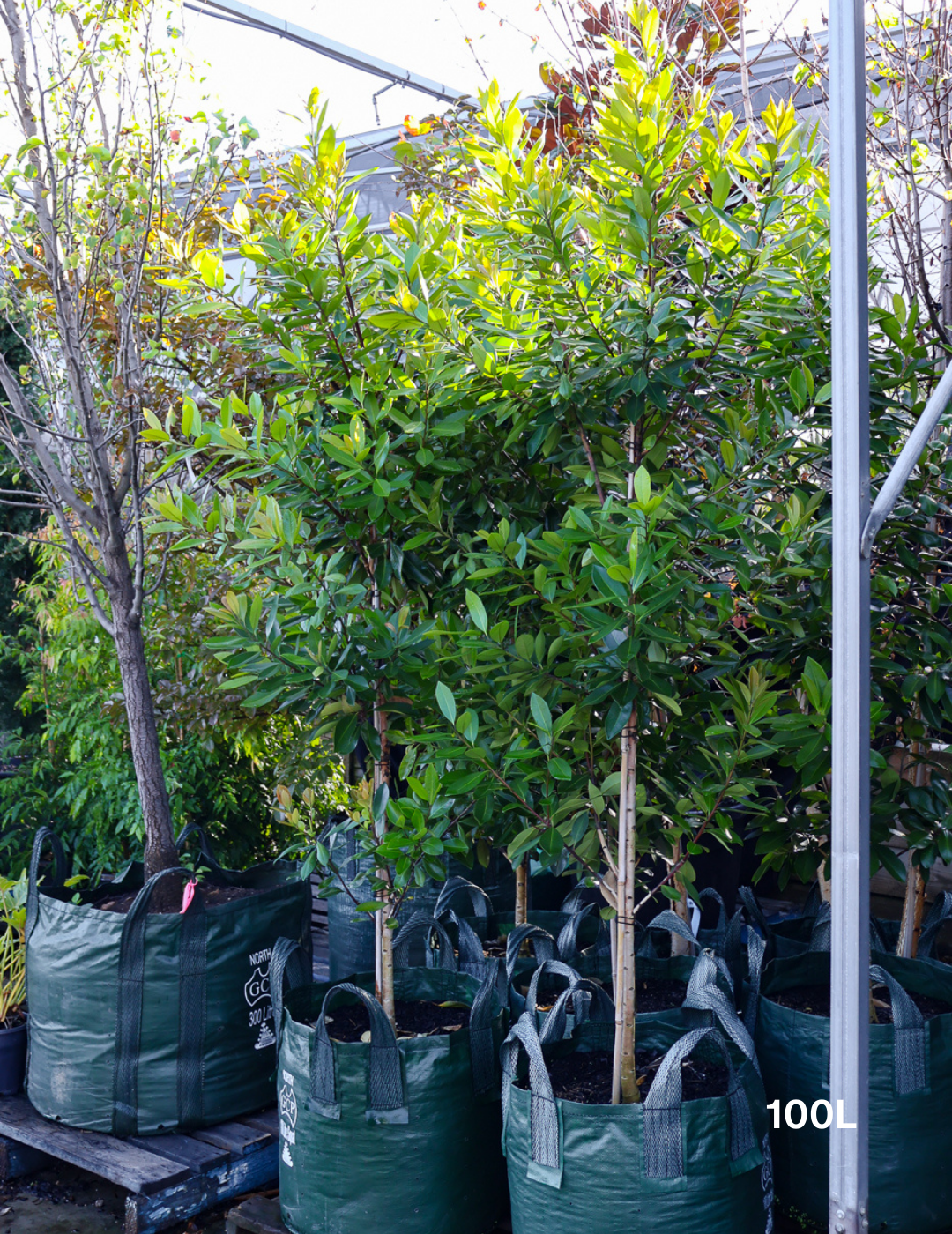 Tristaniopsis laurina 'Luscious' (Watergum) - Evergreen Trees Direct