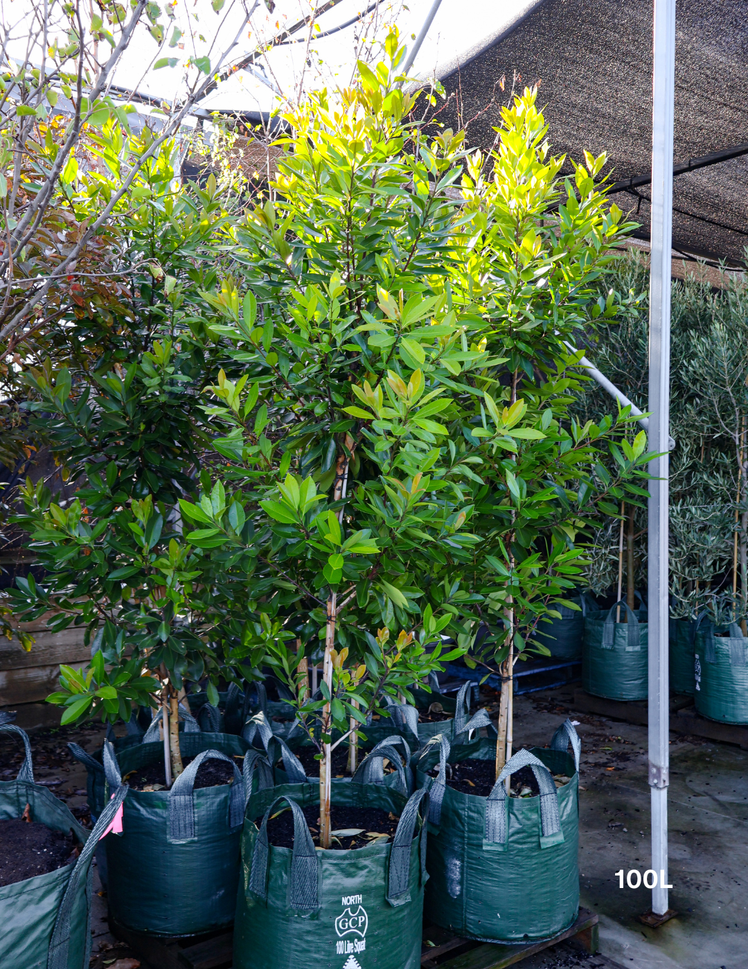 Tristaniopsis laurina 'Luscious' - Watergum - Evergreen Trees Direct