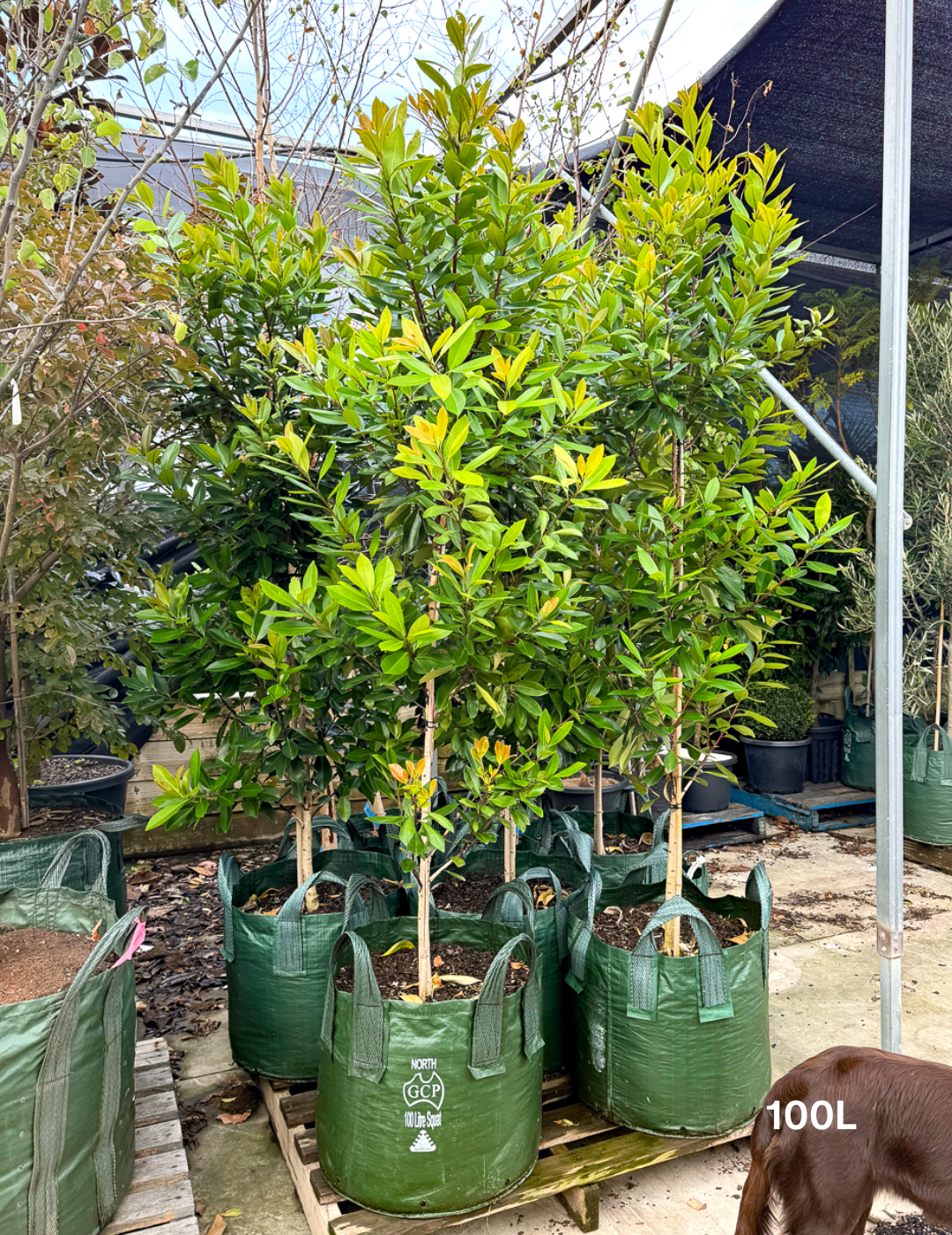 Tristaniopsis laurina 'Luscious' (Watergum) - Evergreen Trees Direct