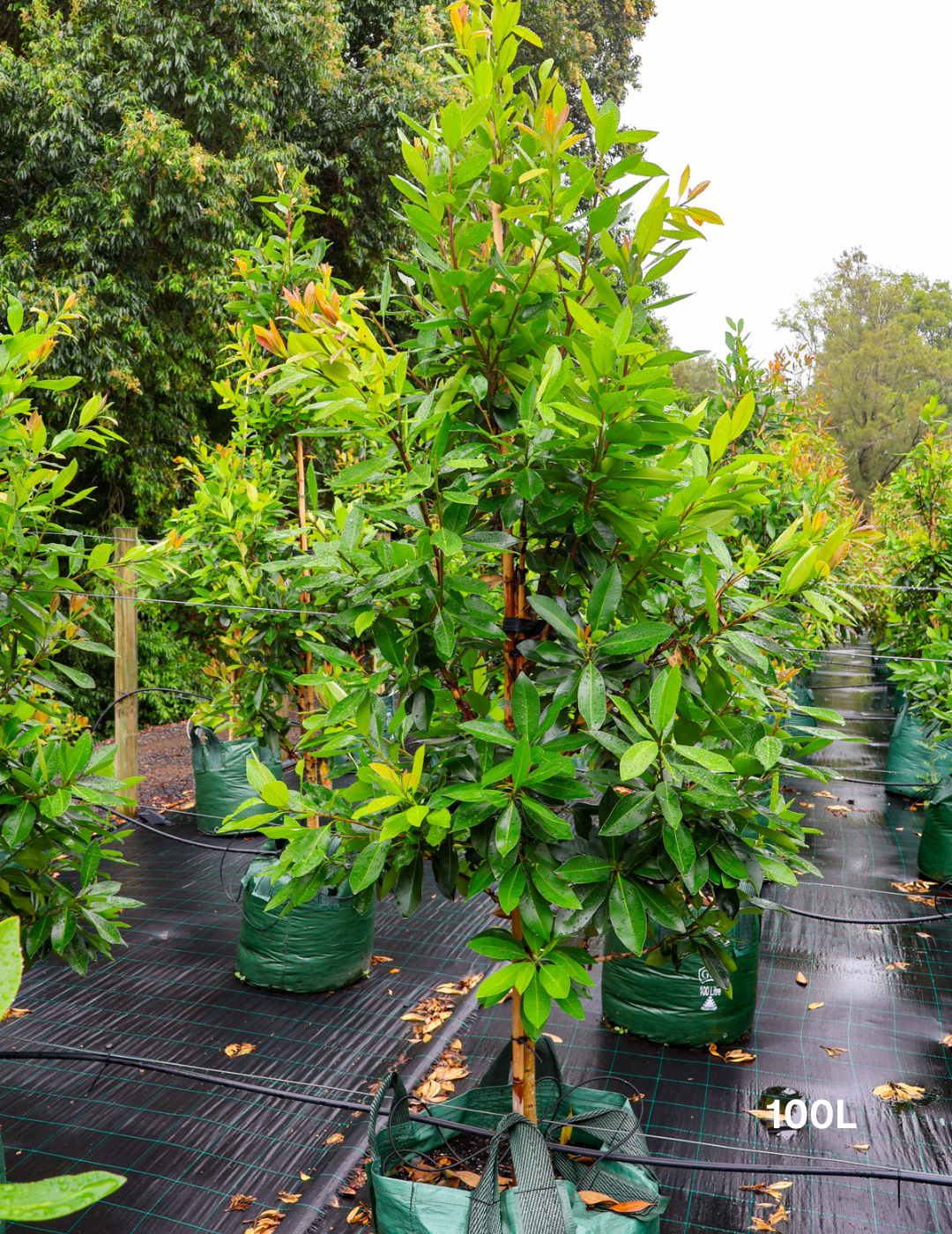 Tristaniopsis laurina 'Luscious' (Watergum) - Evergreen Trees Direct