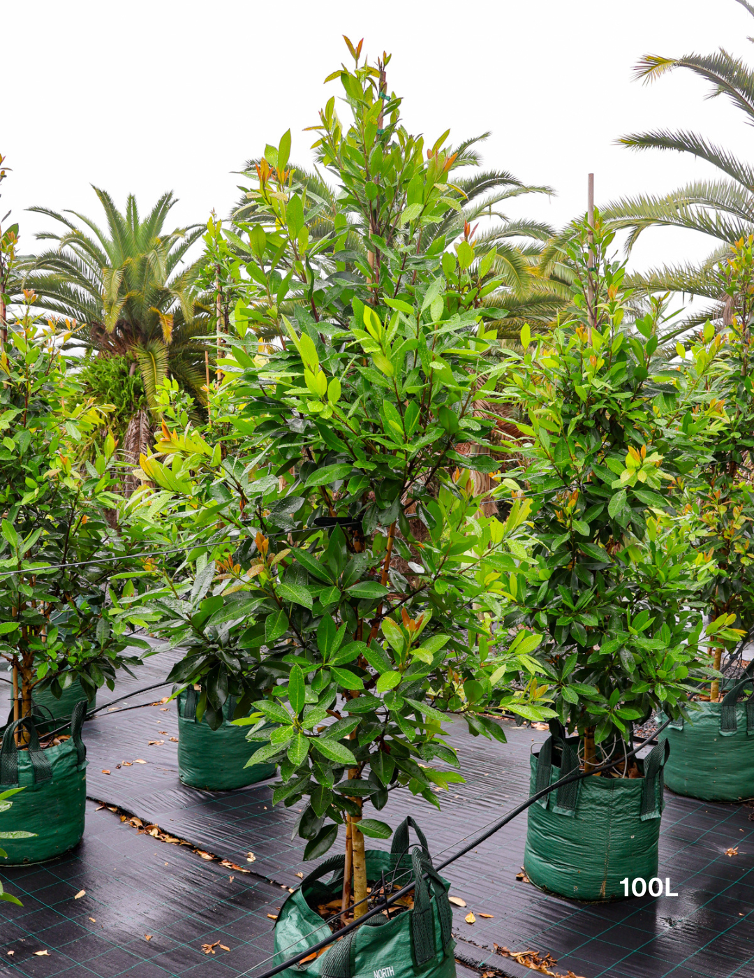 Tristaniopsis laurina 'Luscious' - Watergum - Evergreen Trees Direct