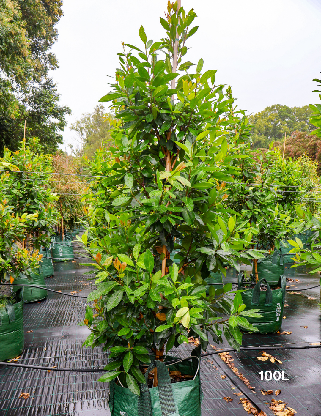 Tristaniopsis laurina 'Luscious' (Watergum) - Evergreen Trees Direct