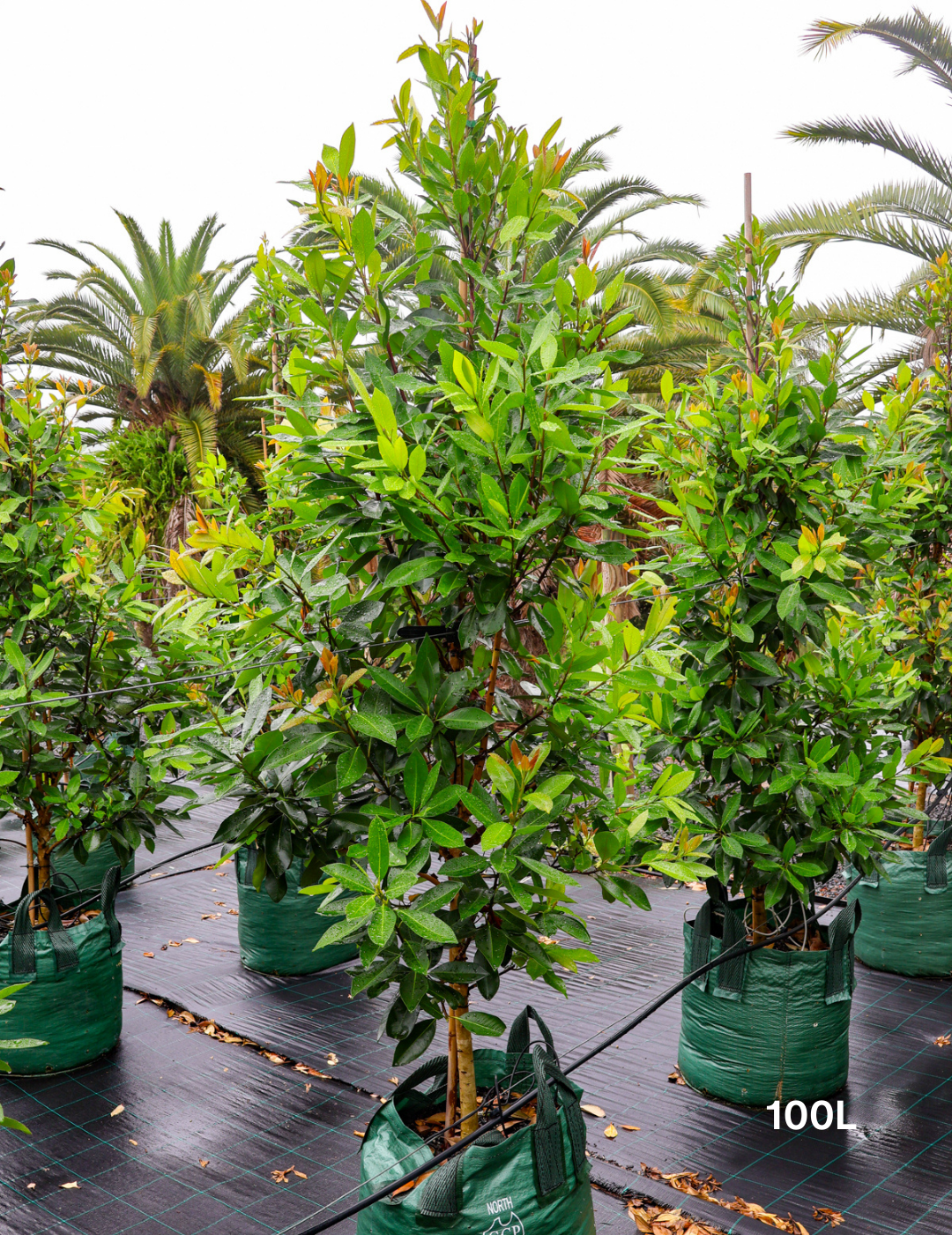 Tristaniopsis laurina 'Luscious' (Watergum) - Evergreen Trees Direct