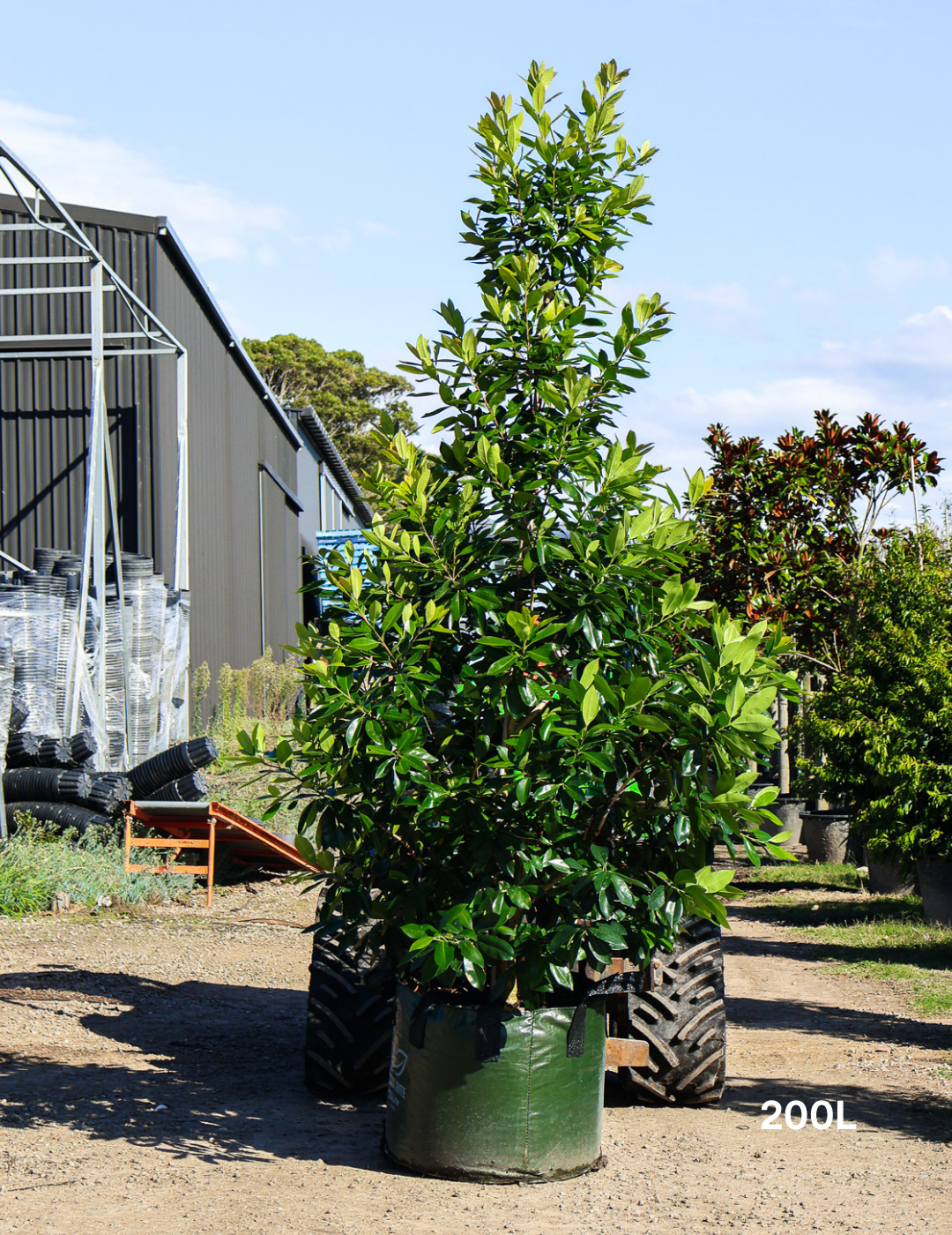 Tristaniopsis laurina 'Luscious' (Watergum) - Evergreen Trees Direct