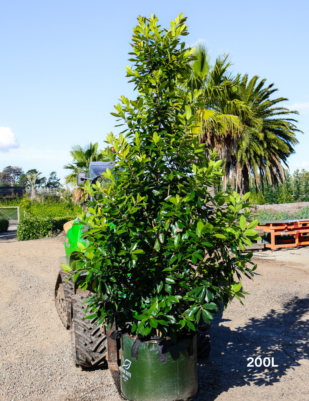 Tristaniopsis laurina 'Luscious' (Watergum) - Evergreen Trees Direct
