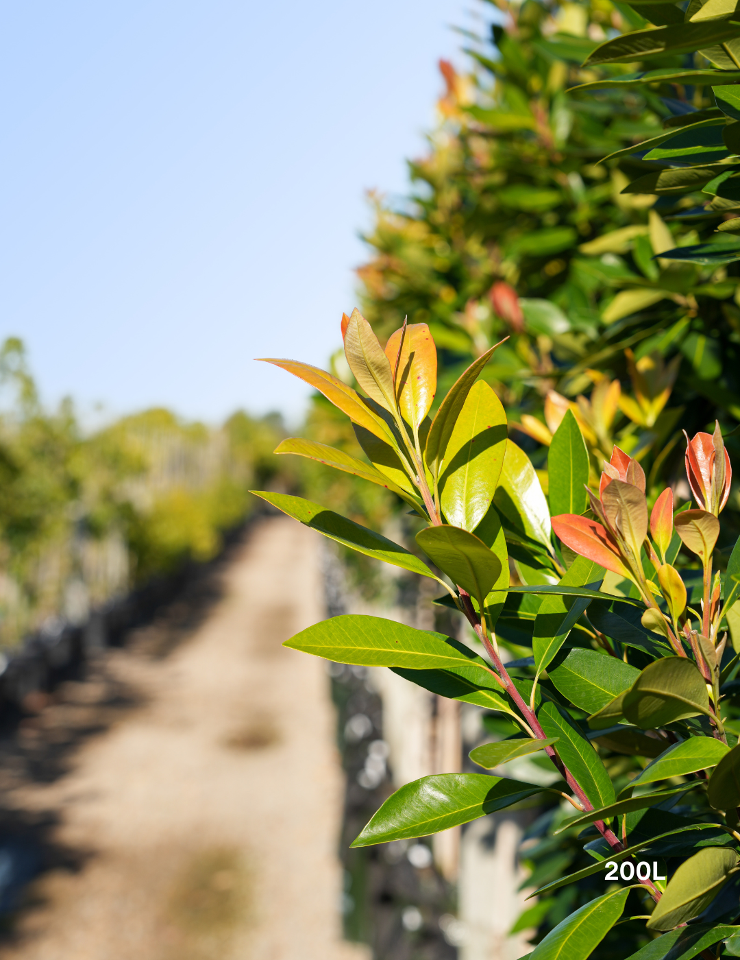 Tristaniopsis laurina 'Luscious' - Watergum - Evergreen Trees Direct
