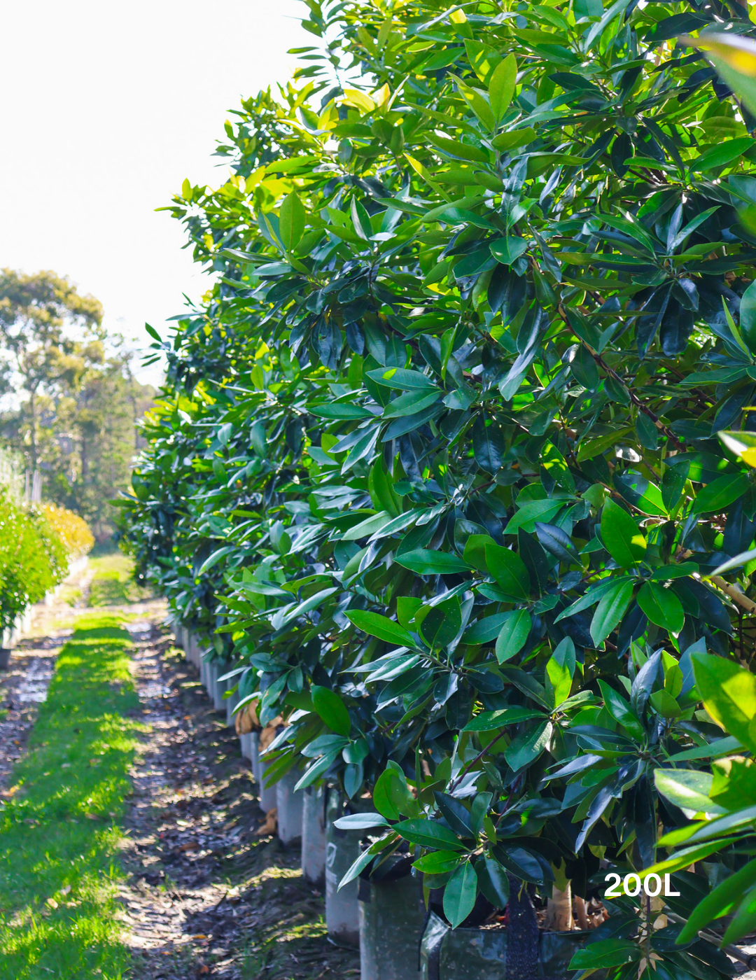 Tristaniopsis laurina 'Luscious' (Watergum) - Evergreen Trees Direct
