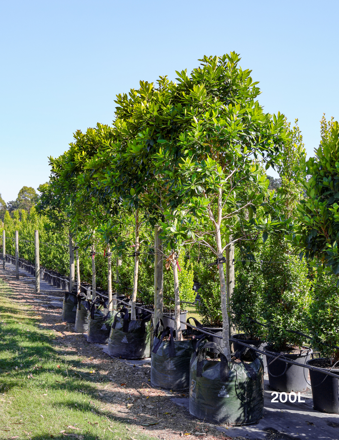 Tristaniopsis laurina 'Luscious' (Watergum) - Evergreen Trees Direct