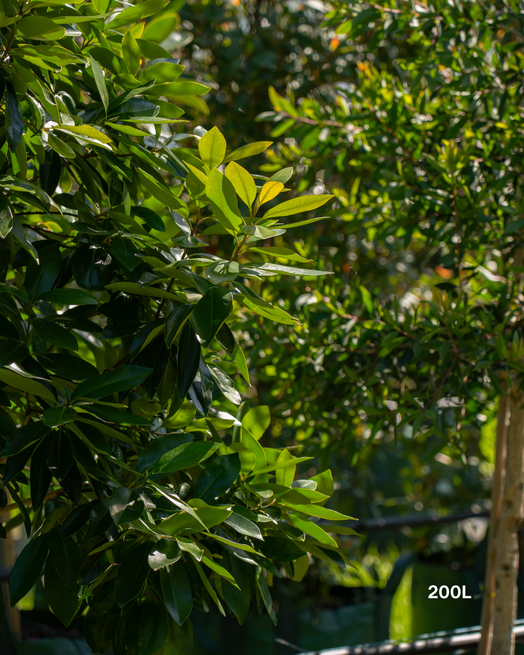Tristaniopsis laurina 'Luscious' Watergum