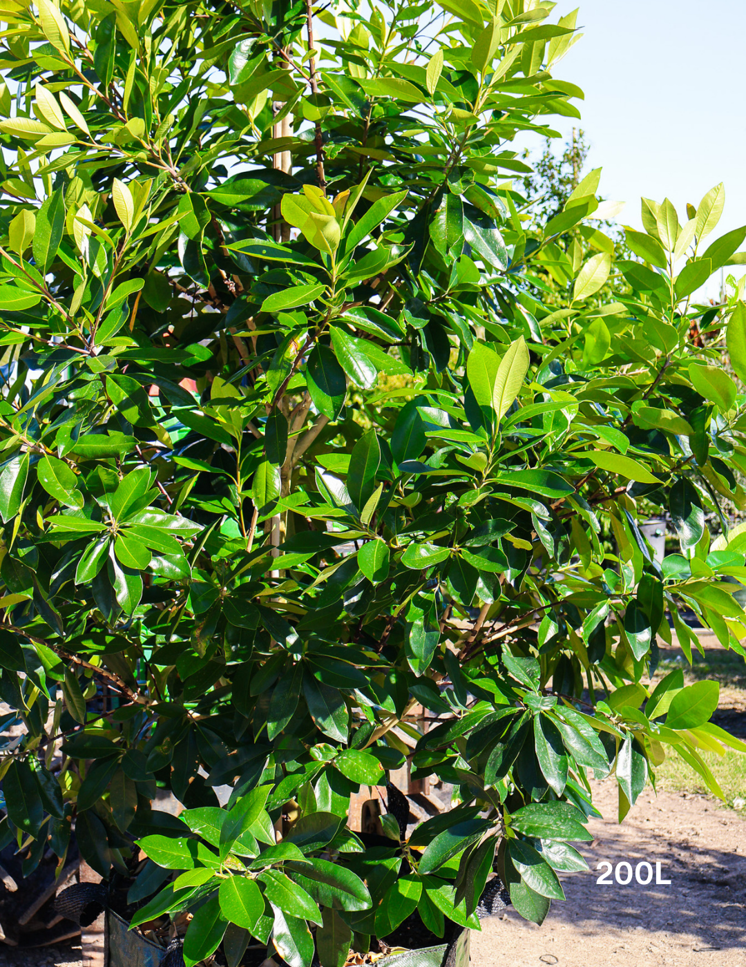 Tristaniopsis laurina 'Luscious' (Watergum) - Evergreen Trees Direct