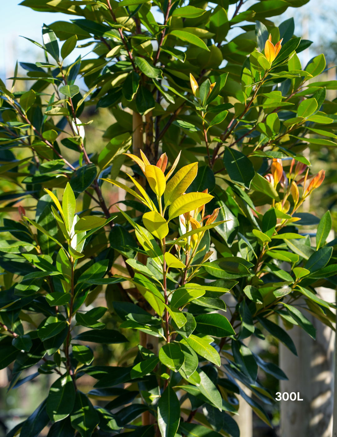 Tristaniopsis laurina 'Luscious' - Watergum - Evergreen Trees Direct