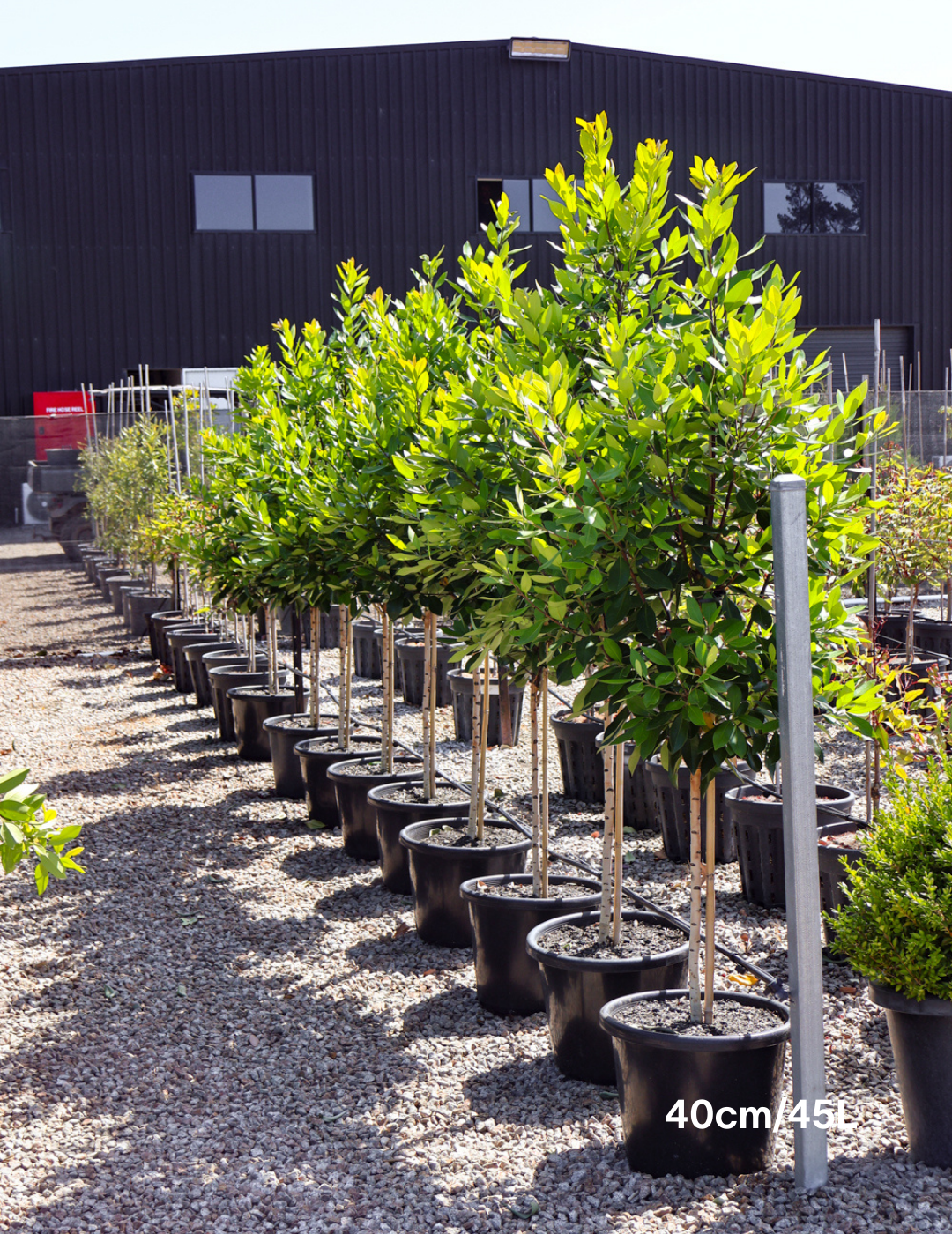 Tristaniopsis laurina 'Luscious' (Watergum) - Evergreen Trees Direct