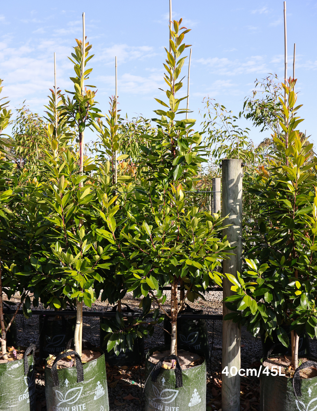 Tristaniopsis laurina 'Luscious' (Watergum) - Evergreen Trees Direct