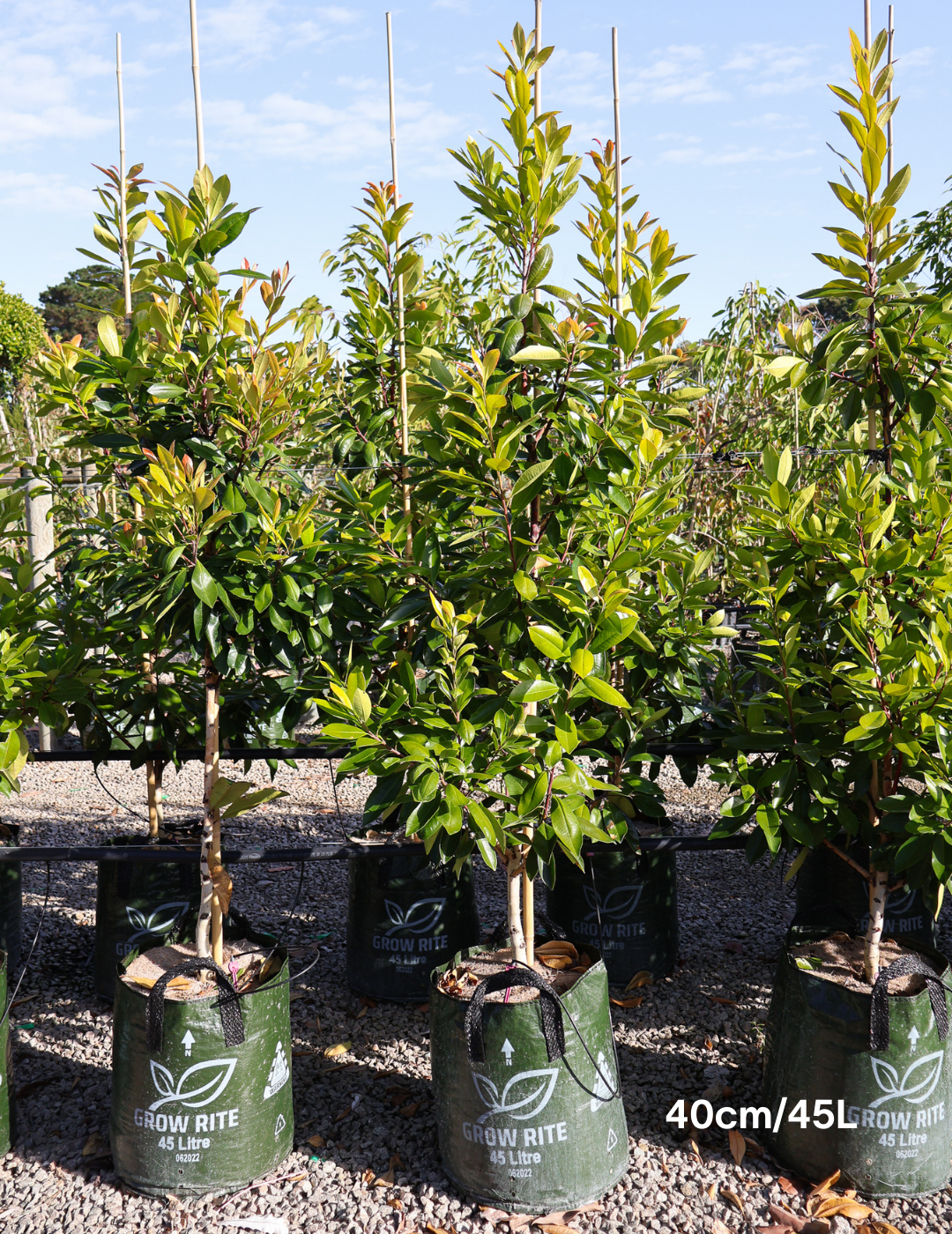 Tristaniopsis laurina 'Luscious' (Watergum) - Evergreen Trees Direct