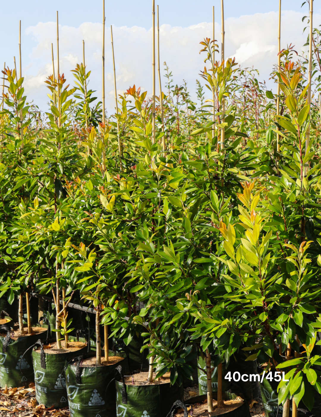 Tristaniopsis laurina 'Luscious' (Watergum) - Evergreen Trees Direct