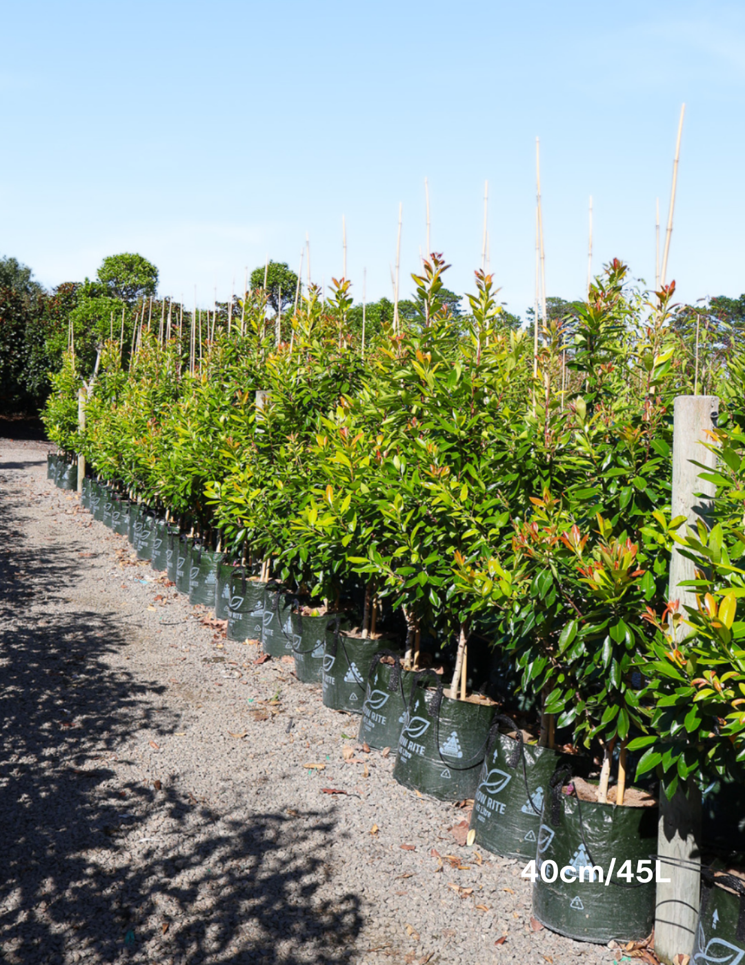 Tristaniopsis laurina 'Luscious' (Watergum) - Evergreen Trees Direct