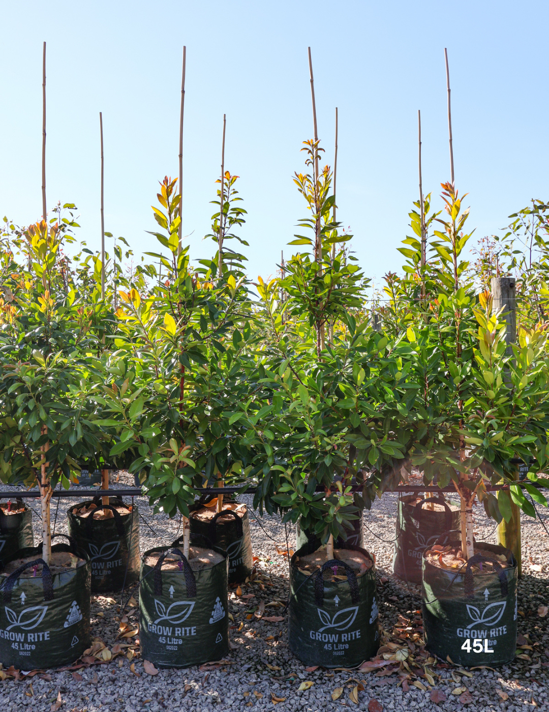 Tristaniopsis laurina 'Luscious' - Watergum - Evergreen Trees Direct