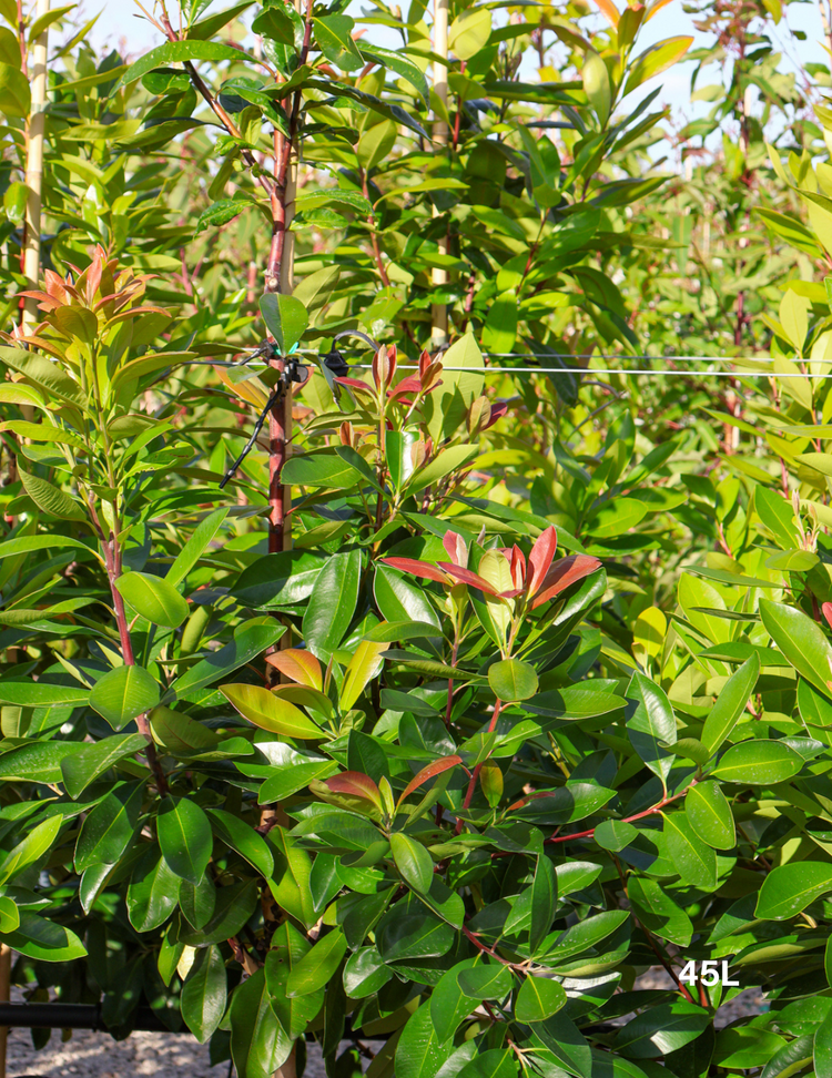 Tristaniopsis laurina 'Luscious' (Watergum)