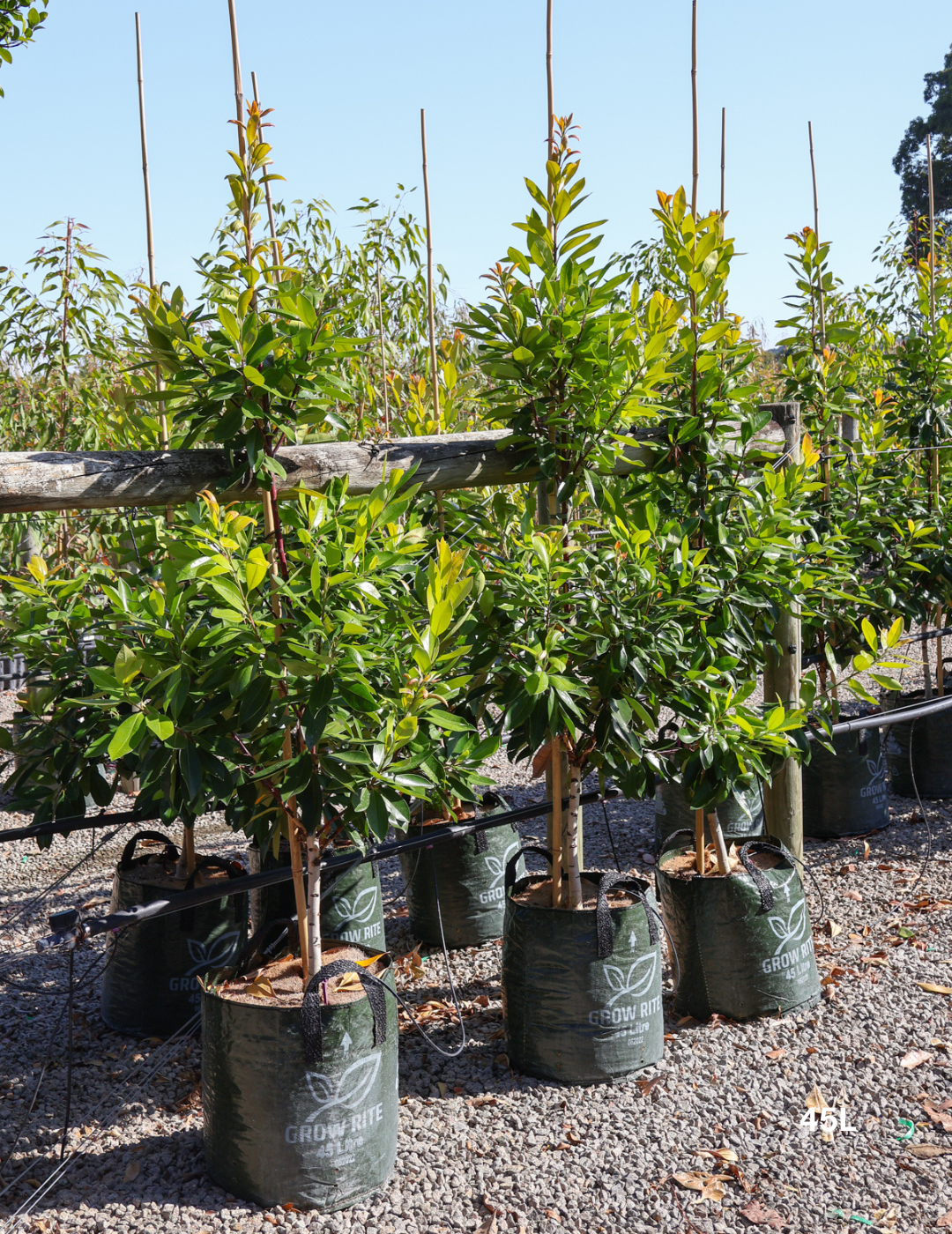 Tristaniopsis laurina 'Luscious' - Watergum - Evergreen Trees Direct