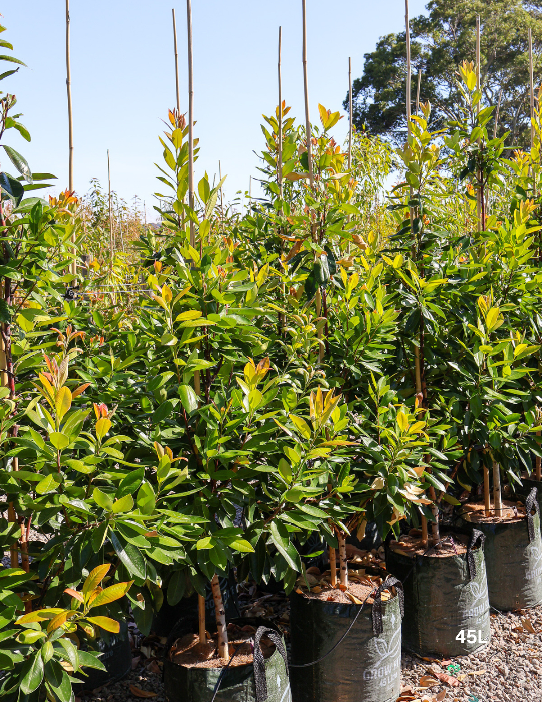 Tristaniopsis laurina 'Luscious' - Watergum - Evergreen Trees Direct