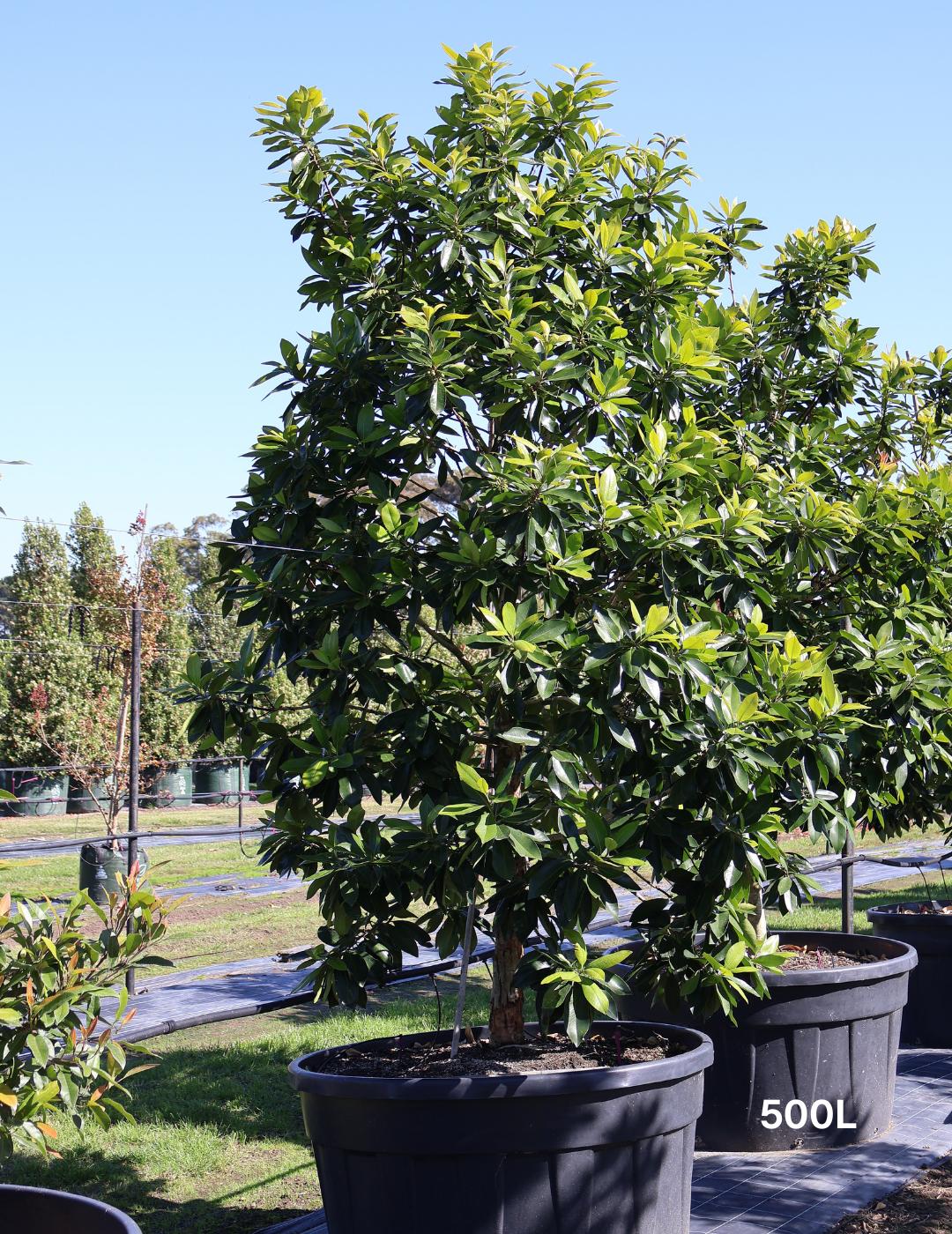 Tristaniopsis laurina 'Luscious' (Watergum) - Evergreen Trees Direct