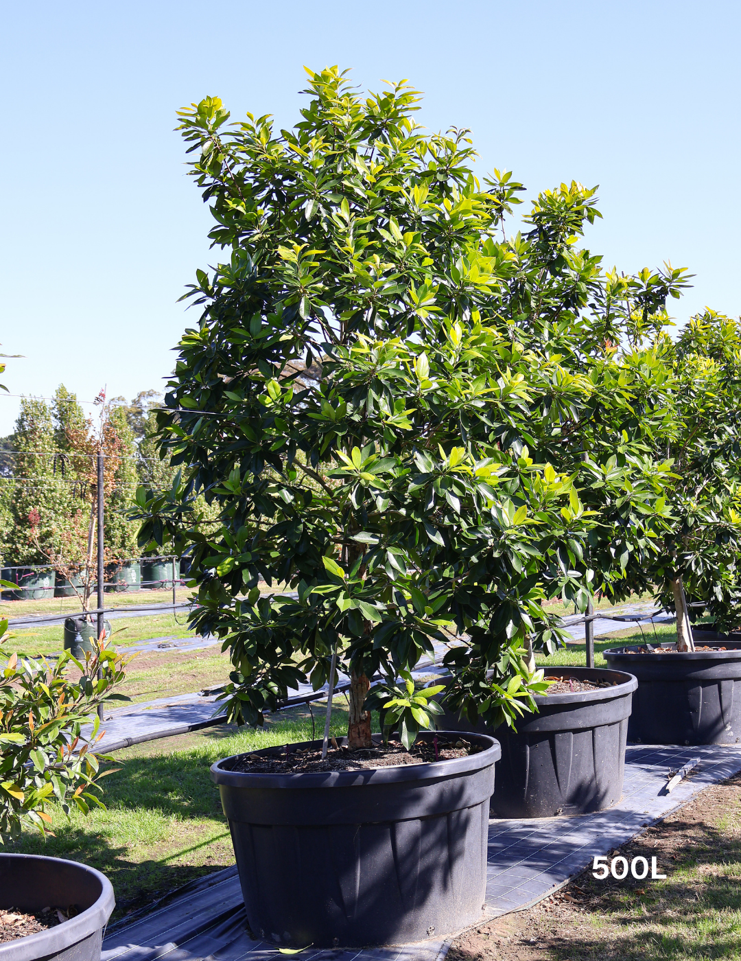 Tristaniopsis laurina 'Luscious' (Watergum) - Evergreen Trees Direct