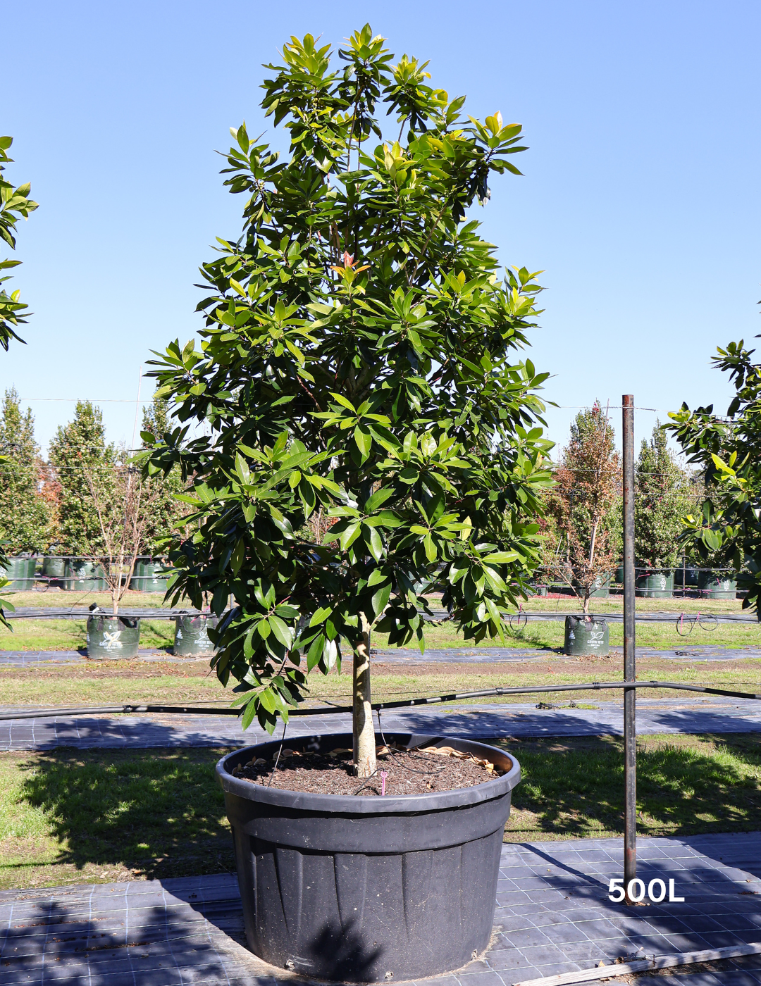 Tristaniopsis laurina 'Luscious' (Watergum) - Evergreen Trees Direct