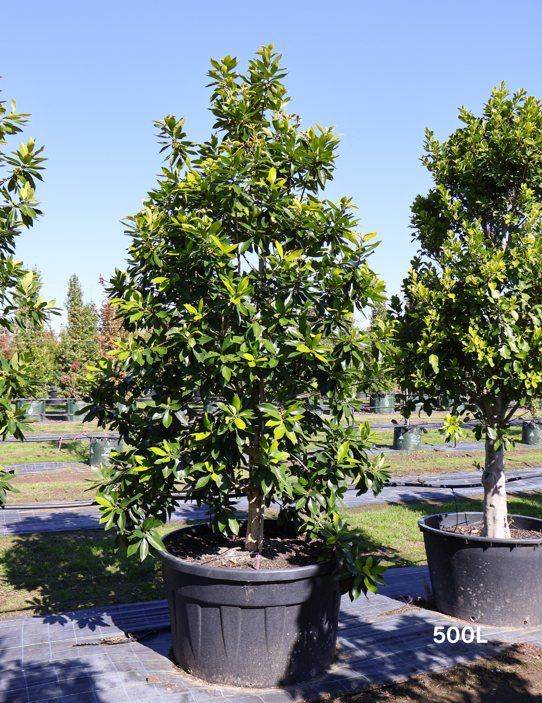 Tristaniopsis laurina 'Luscious' (Watergum) - Evergreen Trees Direct
