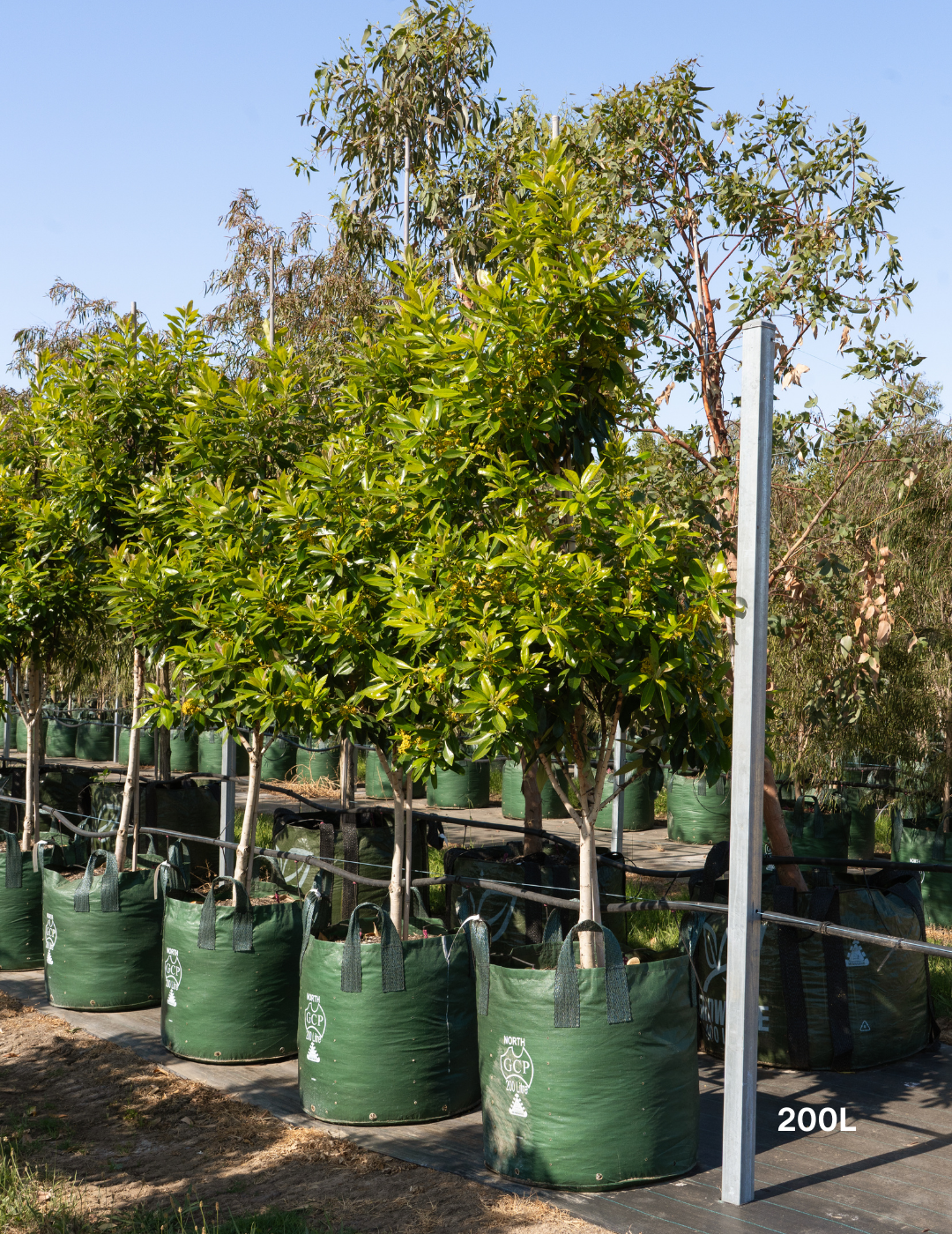 Tristaniopsis laurina 'Luscious' - Watergum - Evergreen Trees Direct