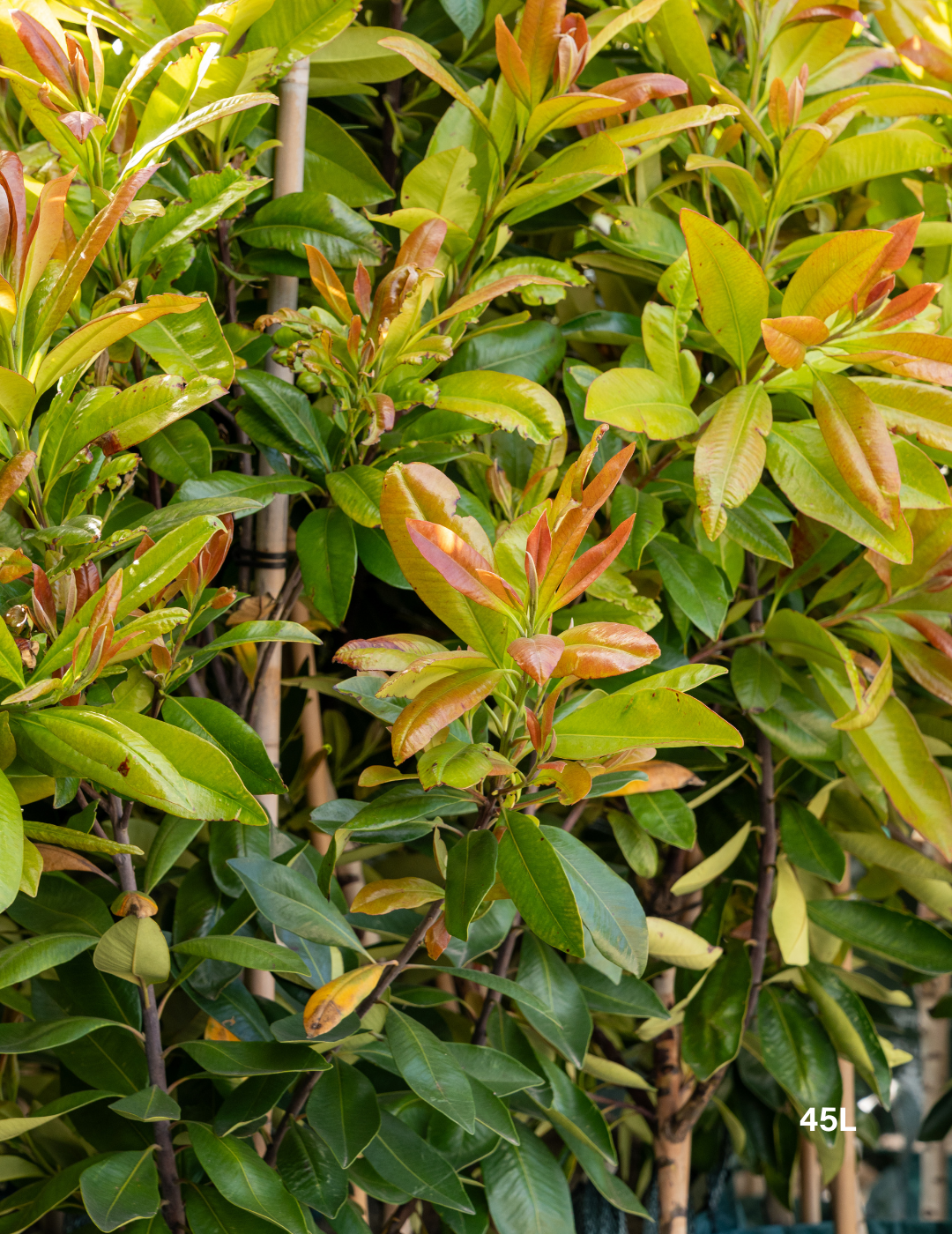 Tristaniopsis laurina 'Luscious' - Watergum - Evergreen Trees Direct