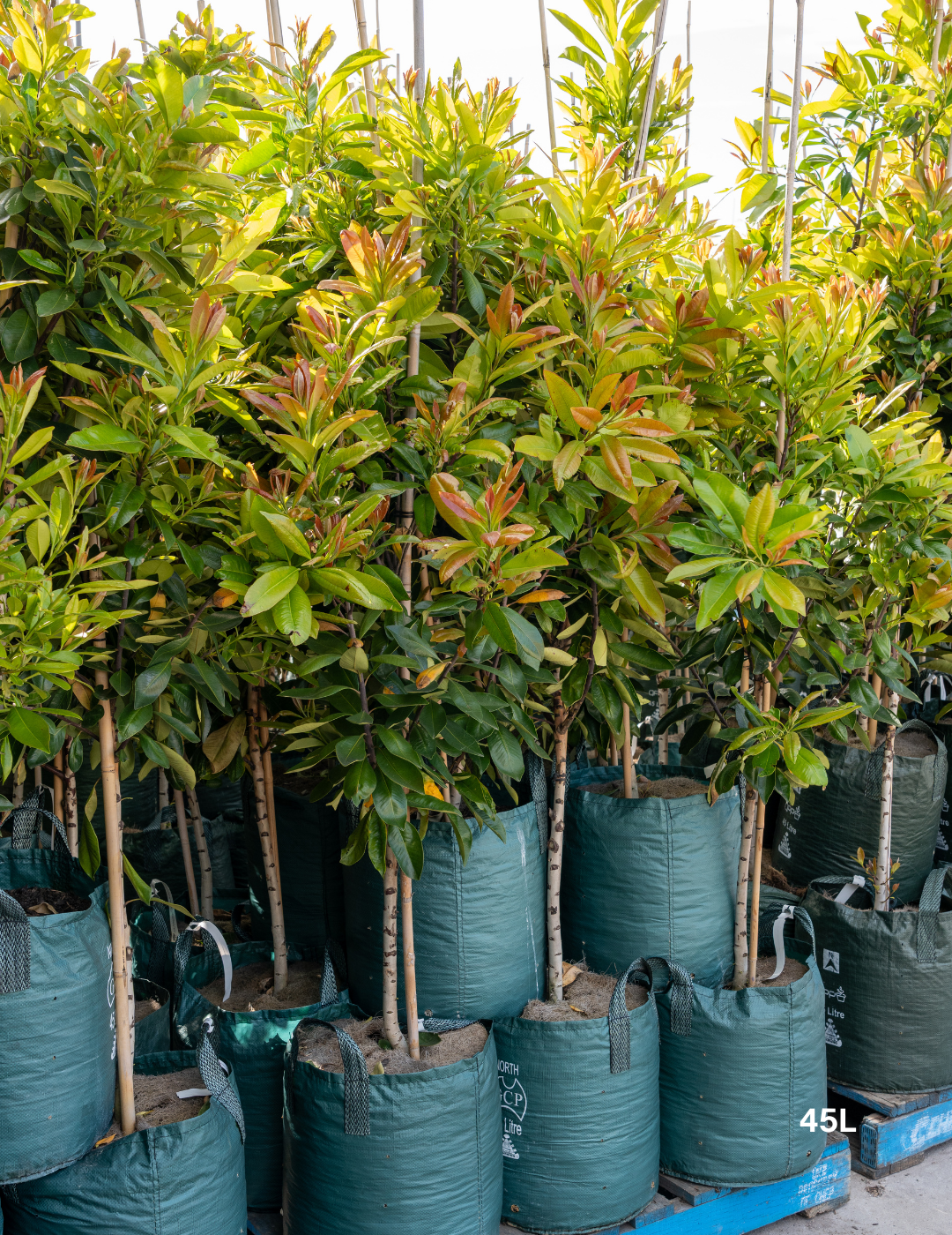 Tristaniopsis laurina 'Luscious' - Watergum - Evergreen Trees Direct