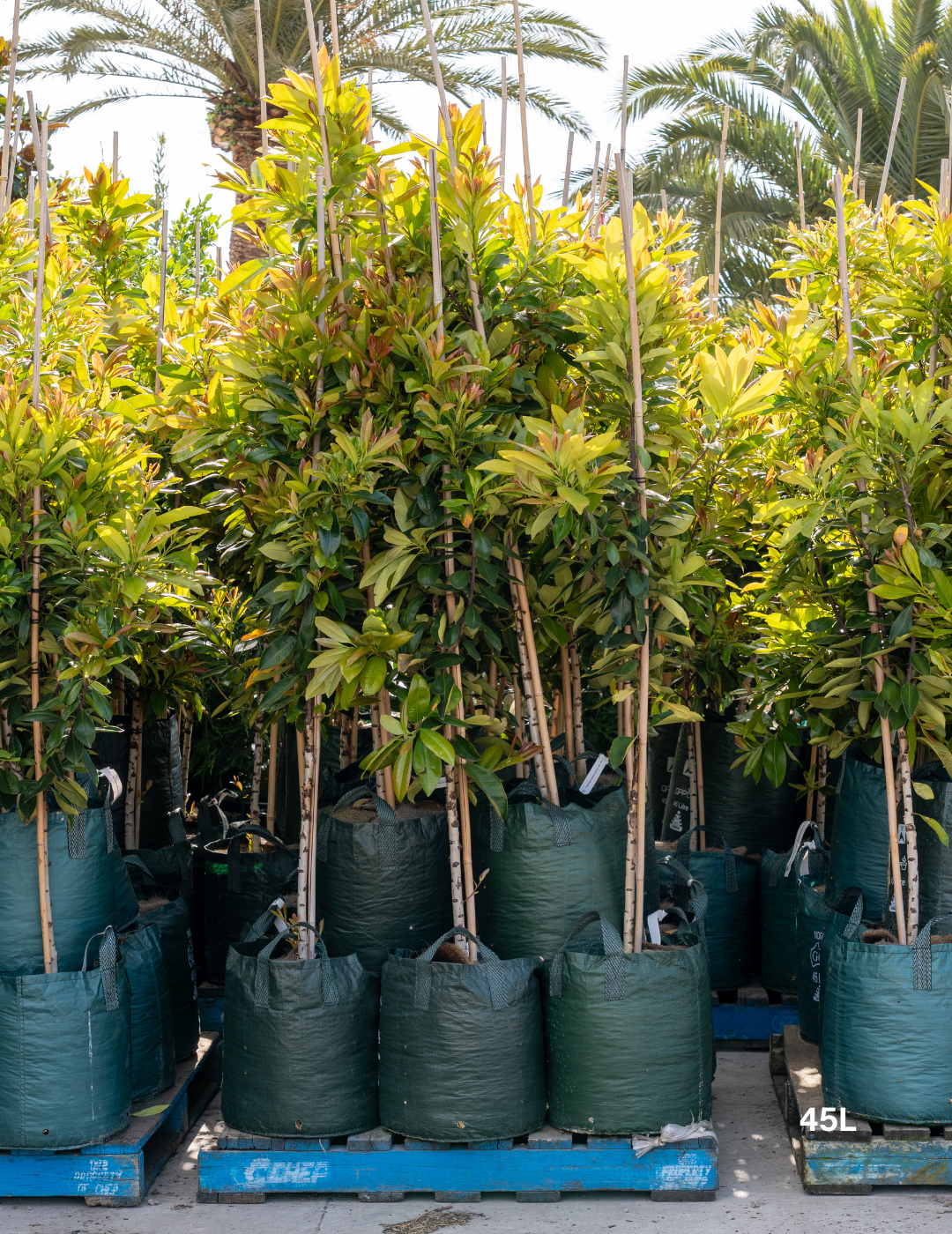 Tristaniopsis laurina 'Luscious' - Watergum - Evergreen Trees Direct