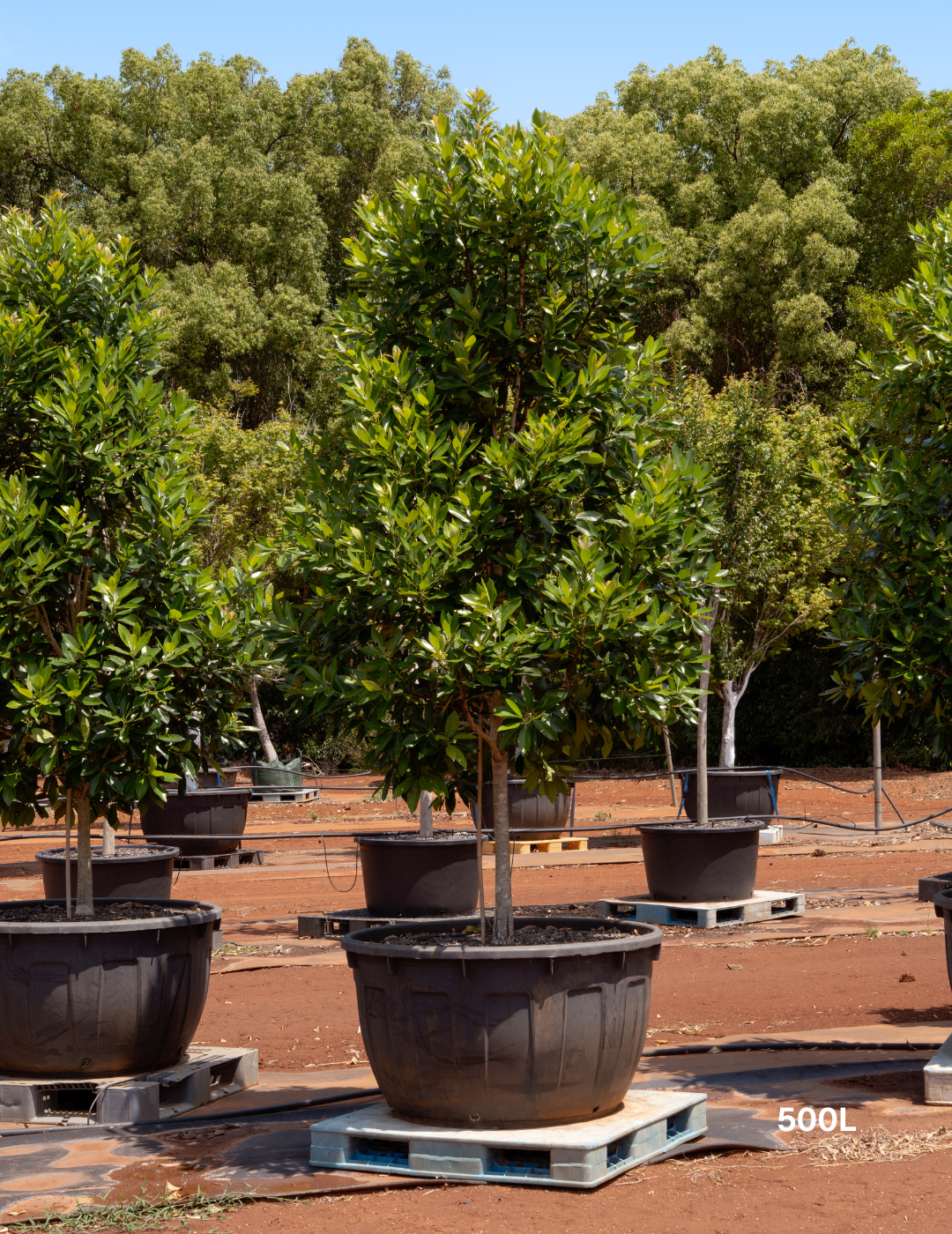 Tristaniopsis laurina 'Luscious' - Watergum - Evergreen Trees Direct