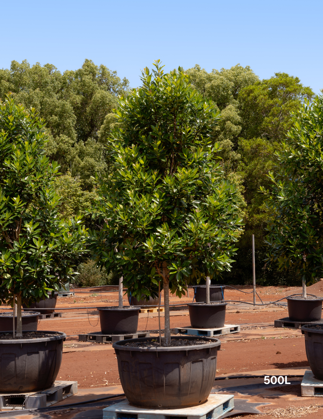 Tristaniopsis laurina 'Luscious' - Watergum - Evergreen Trees Direct