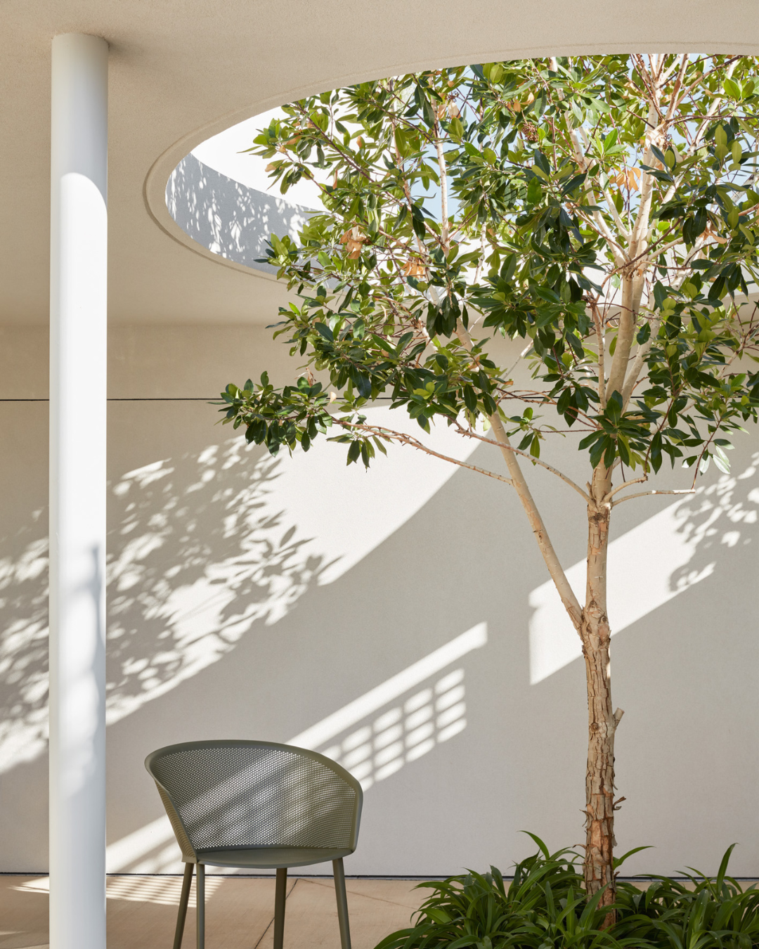 Evergreen Trees Direct