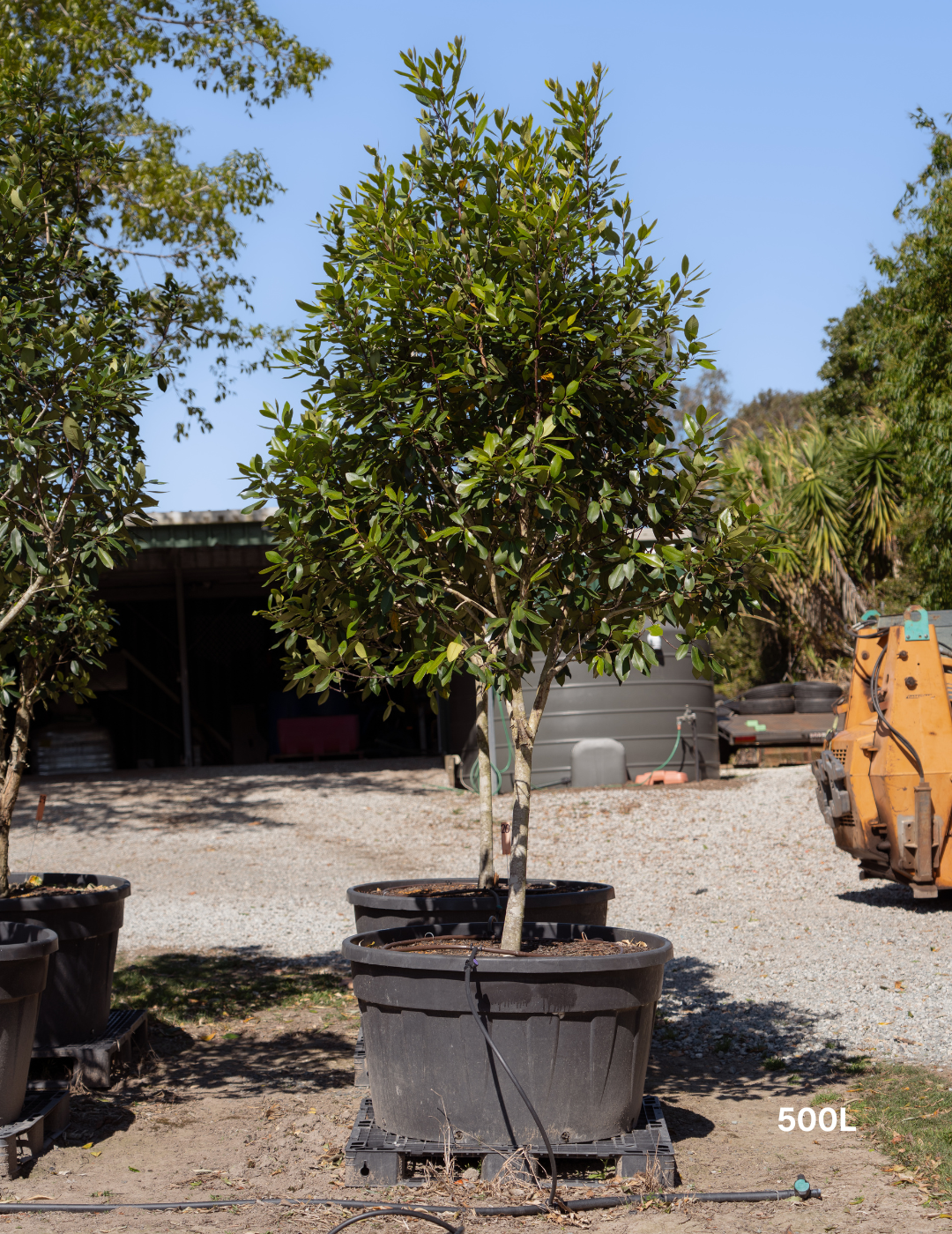 Tristaniopsis laurina 'Luscious' - Watergum - Evergreen Trees Direct