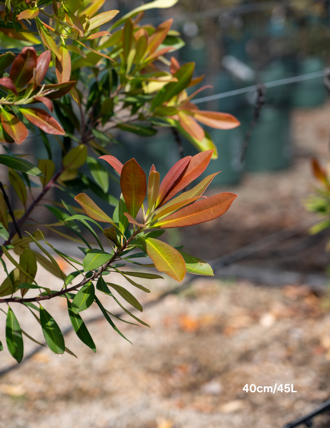 Tristaniopsis laurina 'Luscious' - Watergum - Evergreen Trees Direct
