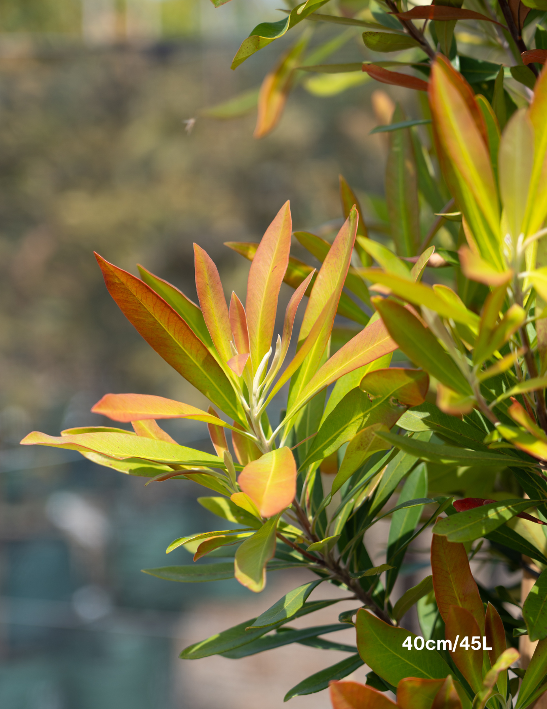Tristaniopsis laurina 'Luscious' - Watergum - Evergreen Trees Direct