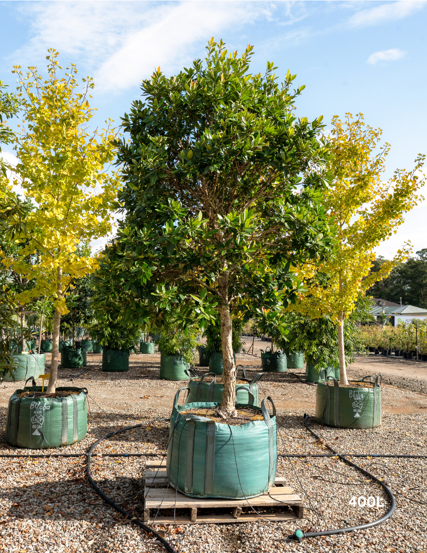 Tristaniopsis laurina 'Luscious' Watergum