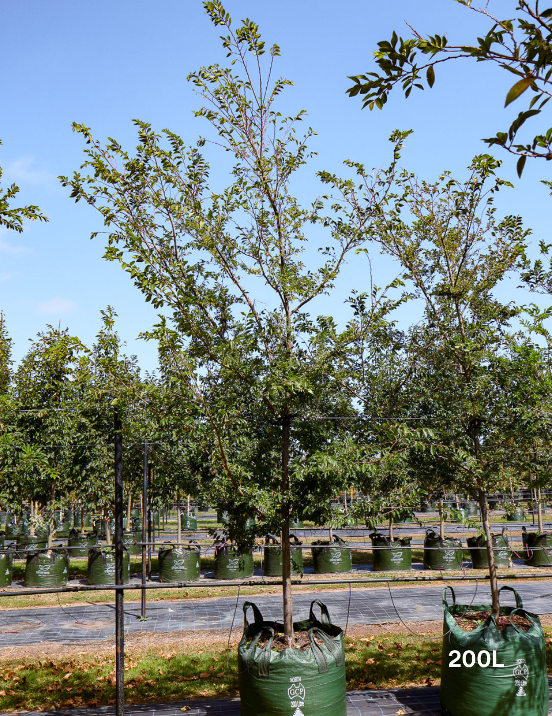 Ulmus parvifolia 'Todd' - Chinese Elm - Evergreen Trees Direct